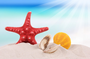 Fototapeta na wymiar shells and starfish on sand beach