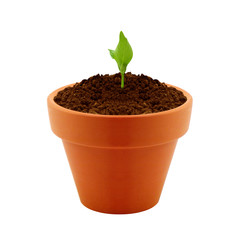 Young plant in clay pot