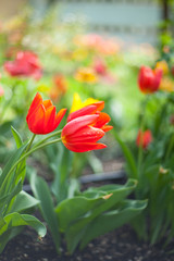 Tulips