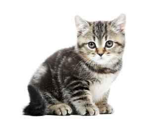 little British Shorthair kitten