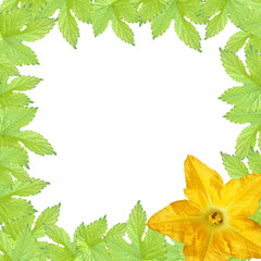 green leaves  frame with yellow pumpkin flower