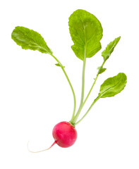 single radish