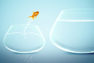 goldfish in small fishbowl watching goldfish jump into large fis - 40484511