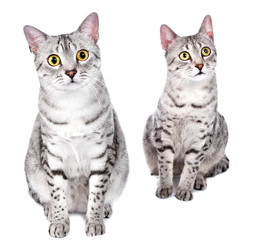 Fototapeta premium Pair of Egyptian Mau Cats