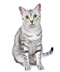 A Beautiful Egyptian Mau Cat Looks Directly at Camera