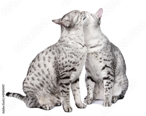 an analysis of the egyptian mau cat an analysis of the egyptian mau cat