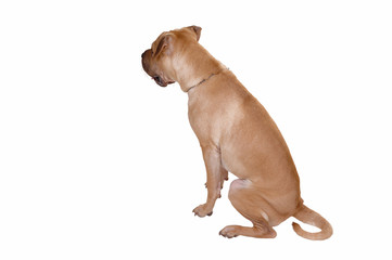Fototapeta premium Sharpei dog.