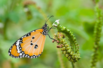 butterfly with white flowers close up