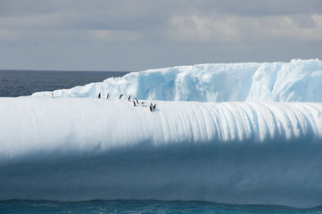 Iceberg with penguins