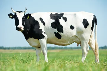 Aluminium Prints Cow White black milch cow on green grass pasture