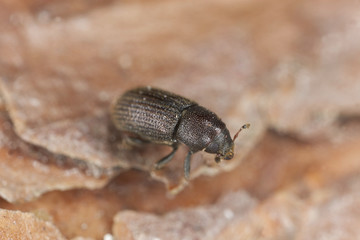 Bark borer beetle on wood extreme close-up