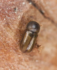 Xyloterus lineatus on wood, high magnification