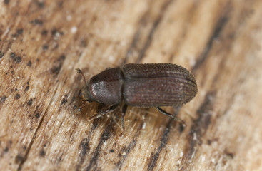 Bark borer beetle on wood extreme close-up