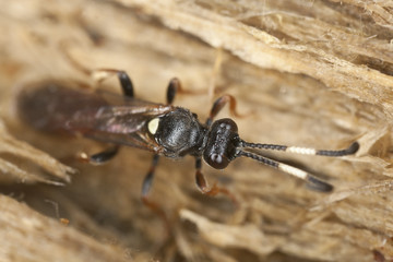 Ichneumon wasp (Ichneumon suspiciosus) Macro photo
