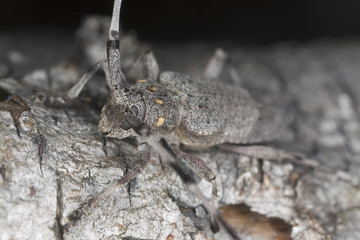Extreme close-up of a male timberman (Acanthosinus aedilis)