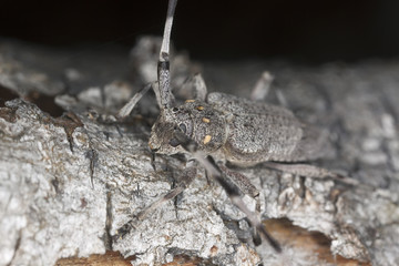 Extreme close-up of a male timberman (Acanthosinus aedilis)