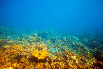 Fototapeta na wymiar coral reef area