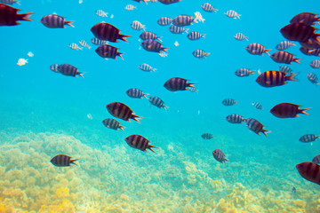tropical fishes at coral reef