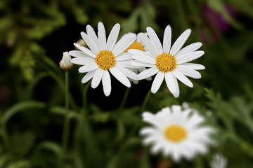 Obraz premium Daisies