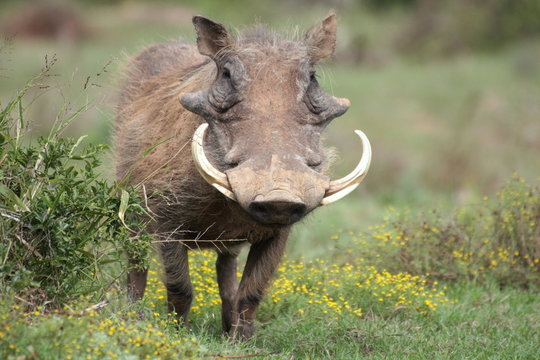 A warthog standing facing us with big tusks in south africa