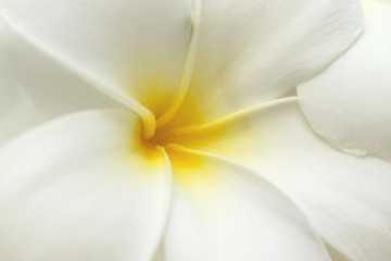 Obraz na płótnie Canvas white and yellow frangipani flowers. Closeup at carpel