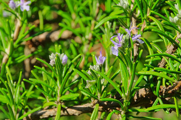 Rosmarin - Rosemary 17