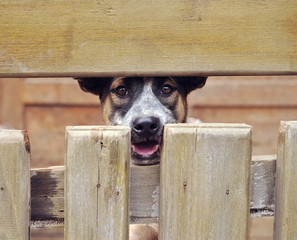 lonely dog in cage