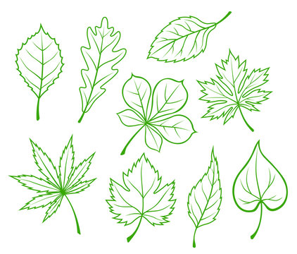 Green leaves silhouettes