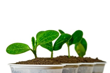 small green plants isolated on a white background