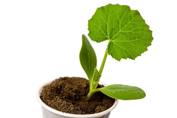 small green plant isolated on a white background