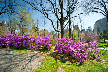 Central park, Manhattan, New York City. USA.
