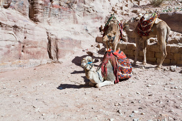 bedouin camels