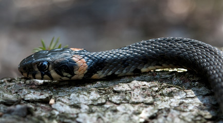 sunbathing snake