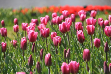 Obraz premium チューリップ