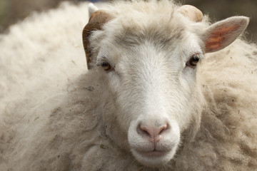 Schaf, sheep