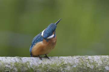 Kingfisher (Alcedo atthis)