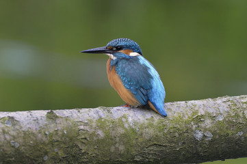 Kingfisher (Alcedo atthis)