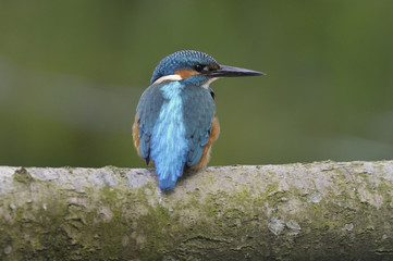 Kingfisher (Alcedo atthis)