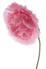 Fototapeta premium poppy