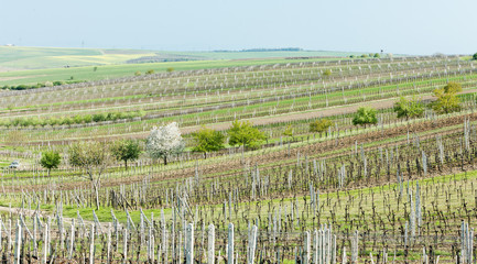 Fototapeta premium vineyard called Noviny near Cejkovice, Czech Republic