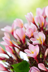 Fototapeta na wymiar Plumeria, tropical flowers