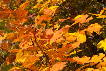 Fogliame autunnale - Appennino Marchigiano