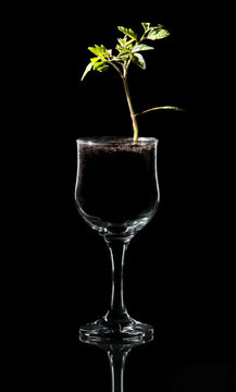 copa de vino con tomatera