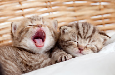 two funny sleeping and yawning kittens in wicker basket - obrazy, fototapety, plakaty