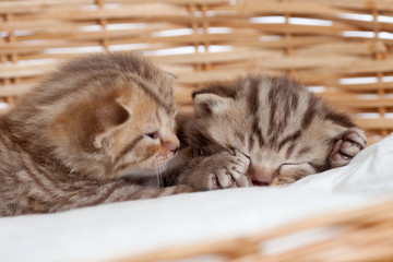 two sleeping small kittens in wicker basket