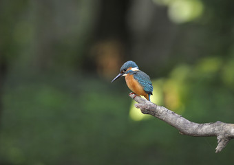 Kingfisher (Alcedo atthis)