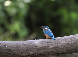 Kingfisher (Alcedo atthis)