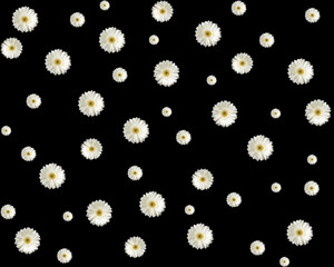 seamless background with white flowers on black