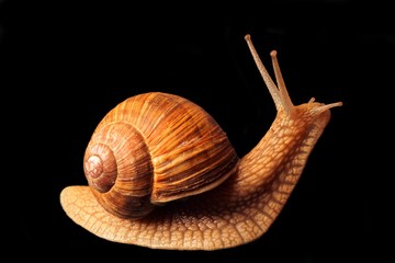 snail lifts its head
