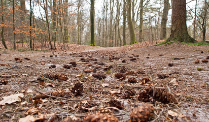 Pinecones on a path in a forest